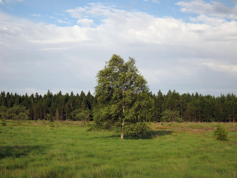 Birke im Hochmoor
