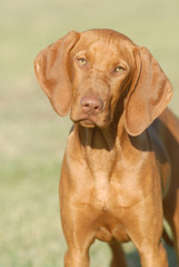 BRACCO UNGHERESE, VISZLA, CUCCIOLONE.