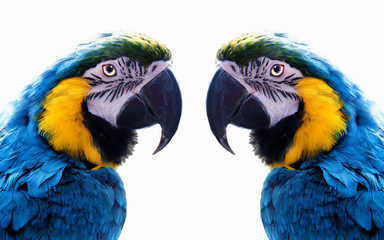 parrot mirrors