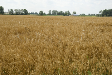 field of oats