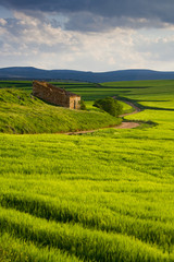 Obraz premium Paisaje de Trigos verdes