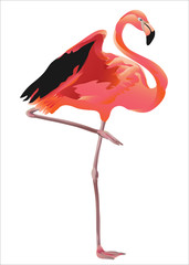 Фламинго крыло / Flamingo Wing