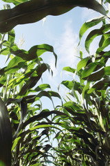 Obraz premium Corn stems.