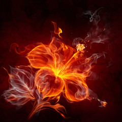 Fire flower - 24809756
