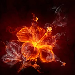 Crédence de cuisine en verre imprimé Flamme Fleur de feu