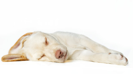Schlafender blonder Labrador Welpe auf Weiss