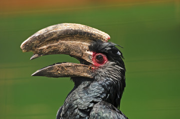Trumpeter Hornbill © Stephen Meese