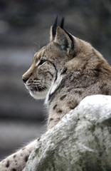 lynx - animal feline