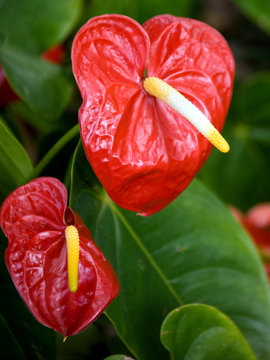 Anthurium andraeanum o cala rosada