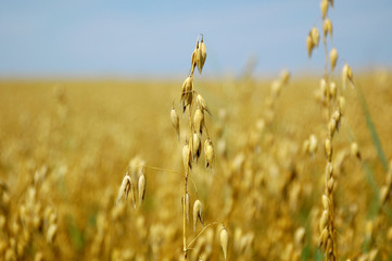 Oat bent in an oat field