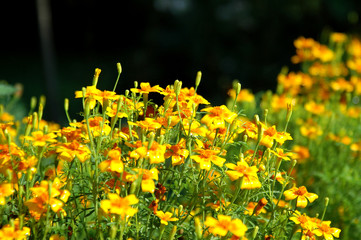 Obraz premium Yellow blooming marigolds