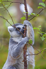 Lemur