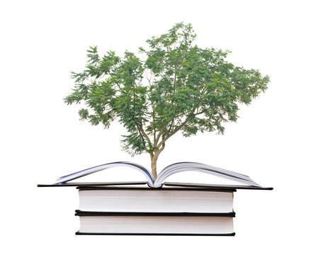 Tree Growing From A Book