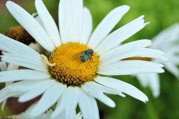 Obraz premium Fliege auf Margeritenblüte