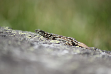 Lizard lying on a warm wall