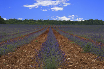 Lavendel Lavendula