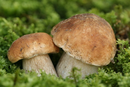 Couple of mushrooms