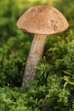 Long mushroom