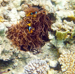 Naklejka na ściany i meble anemonefish - Red sea