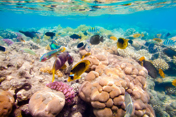 Naklejka na ściany i meble Tropical Coral Reef. Red sea