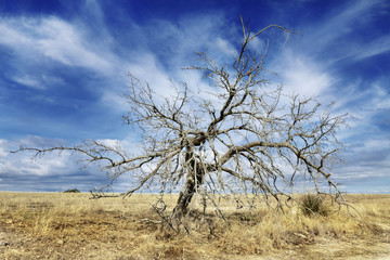 Arbol seco