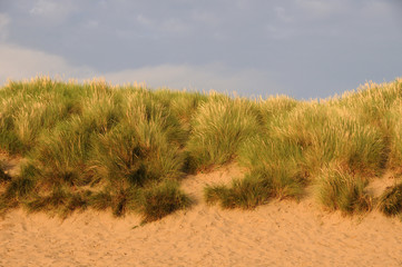 Sand Dunes