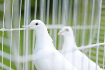 Two wedding doves
