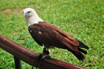 Brahminy Kite