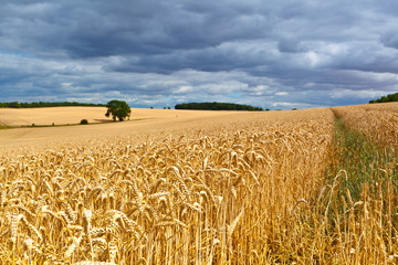 Wheat field just beofre harvesting in Bedforshire