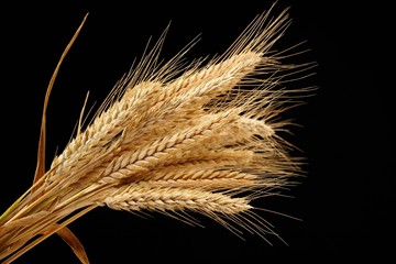 wheat isolated on black background