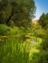 Fototapeta premium Summer landscape