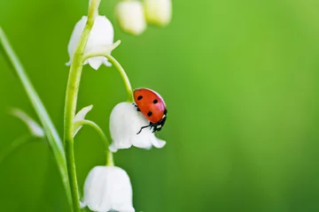 Fototapeten Maiglöckchen ladybug sits on a flower   © yanikap