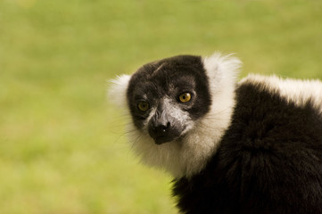 Black and white ruffed lemur in captivity