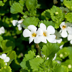 Schneeflockenblume - Bacopa
