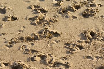 many footprints in dry sand on the beach
