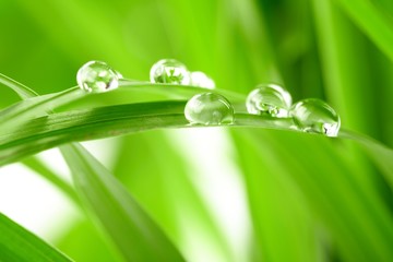 water drops on the green grass