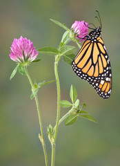 Monarh sipping nectar