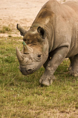 Obraz premium Black rhinoceros close up