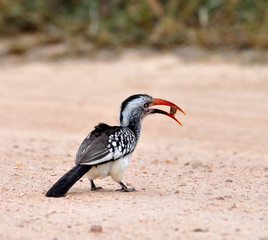 Redbilled Hornbill