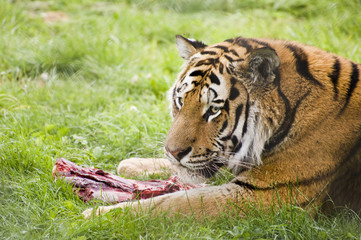Amur Siberian Tiger eating