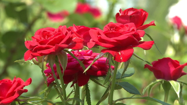 Red rose bush in the garden
