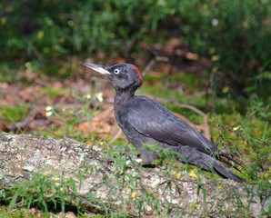 Black Woodpecker Dryocopus martius