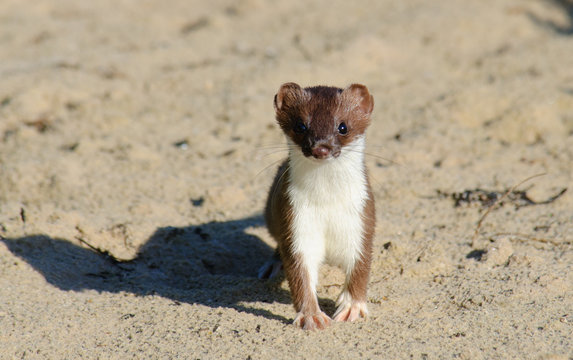 ermine stoat Mustela erminea