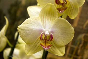 Fototapeta na wymiar one beautifull yellow flower closeup. one phalaenopsis