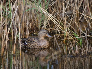 Mallard Anas platyrhynchos