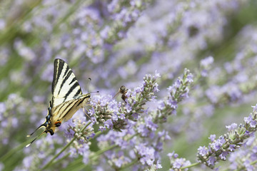 papillon