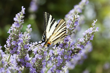 papillon