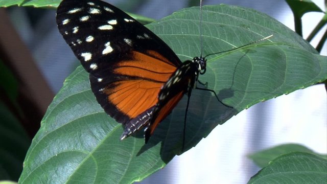 Schmetterling