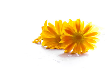 Sunny calendula on the white