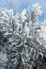 Pine tree branches covered with snowfrost